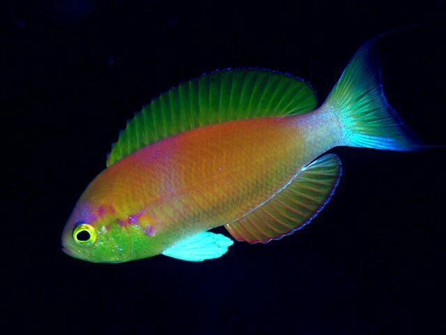 Japanese Goldie