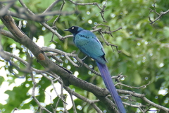 Lamprotornis caudatus