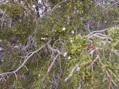 Juniperus californica