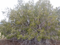 Juniperus californica