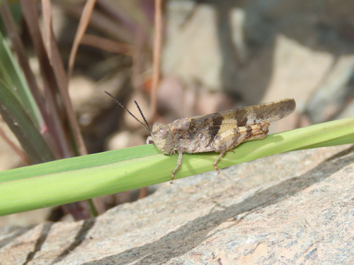 Modest Grasshopper