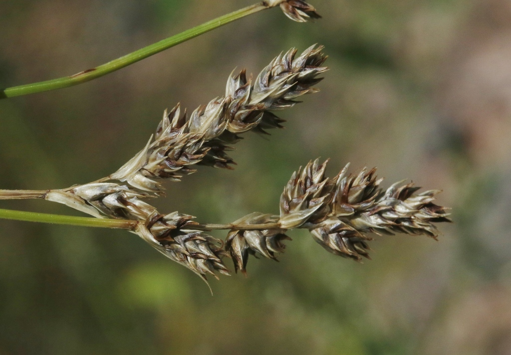 field sedge from Red Rock Canyon National Conservation Area, Clark ...