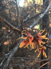 Hamamelis ovalis