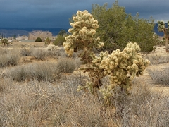Cylindropuntia