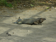 Cyclura cornuta