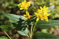 Perymenium berlandieri