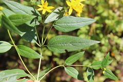 Perymenium berlandieri