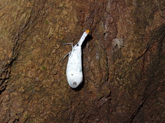 Pyrops ruehli