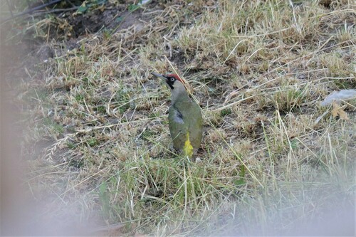 Eurasian Green Woodpecker, Gouderak, Netherlands, photo 8 of 10