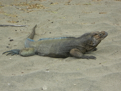 Cyclura cornuta