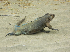 Cyclura cornuta