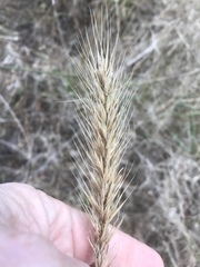 Elymus virginicus halophilus
