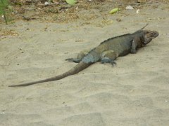 Cyclura cornuta