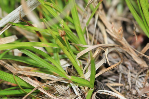 Image of Carex umbellata by (c) Quinten Wiegersma, some rights reserved (CC BY)