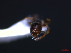 Monomorium monomorium