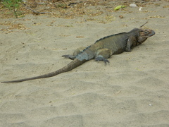 Cyclura cornuta
