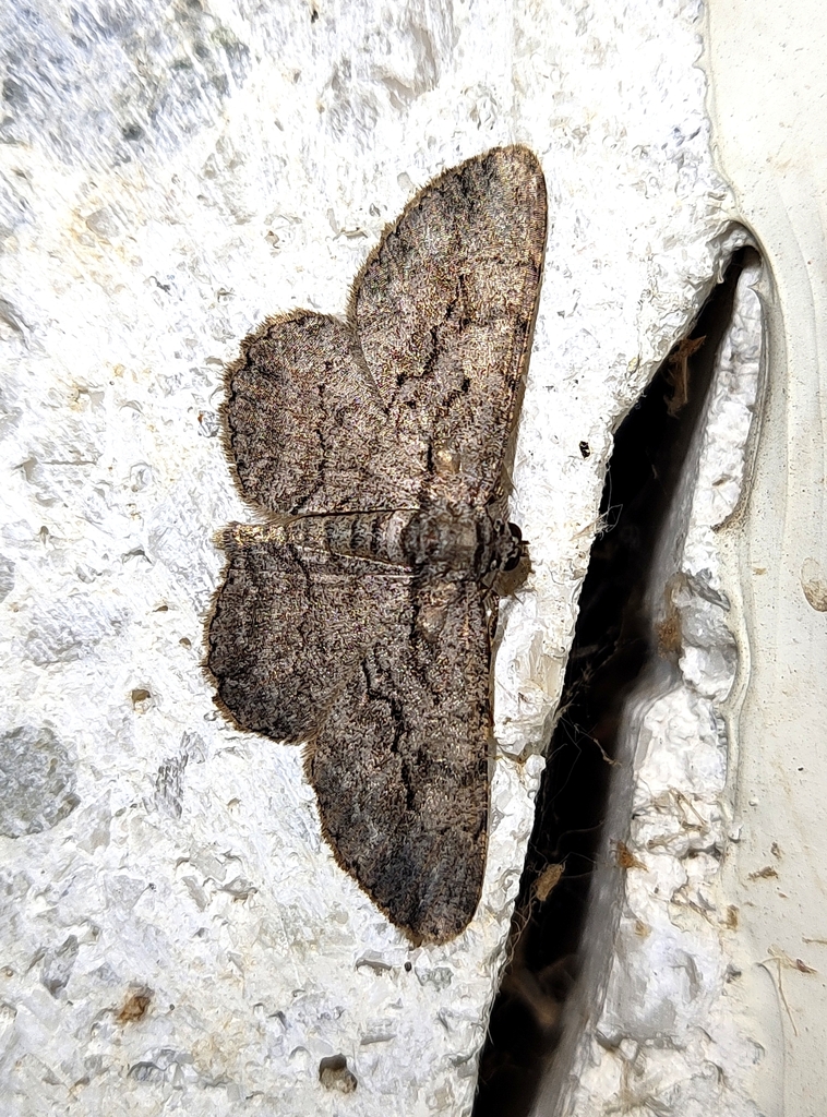 North American Common Gray from Saint-Marc-sur-Richelieu, QC J0L 2E0 ...