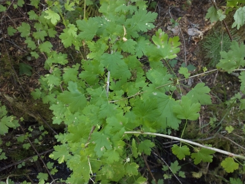Image of Ribes divaricatum by no rights reserved