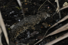 Crocodylus porosus
