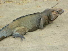 Cyclura cornuta