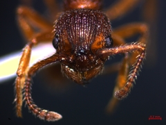 Myrmica sabuleti