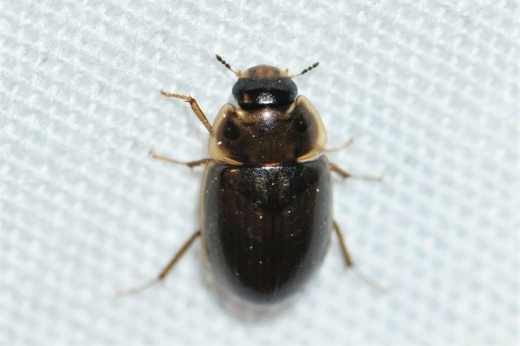 Enochrus from Brampton, ON, Canada on July 18, 2023 by Riley Walsh