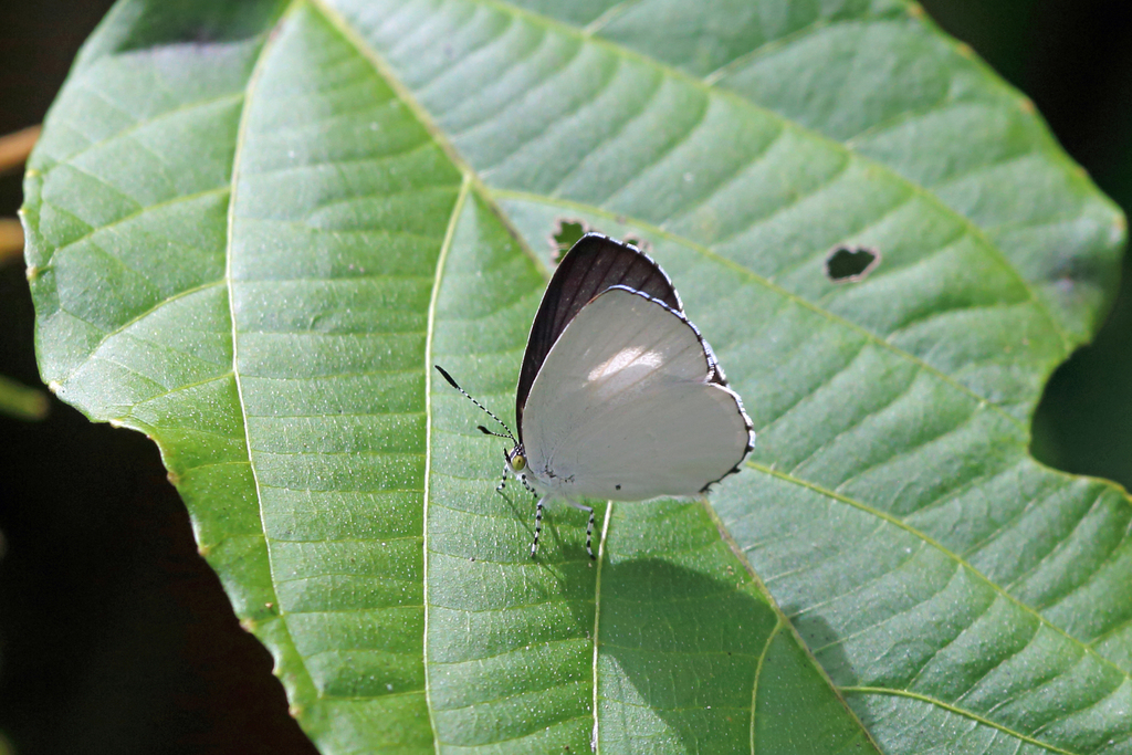 Philiris intensa