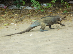 Cyclura cornuta