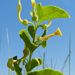 Aristolochia clematitis - Photo (c) William (Bill) Kirby, algunos derechos reservados (CC BY-NC-ND)