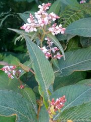 Koenigia campanulata