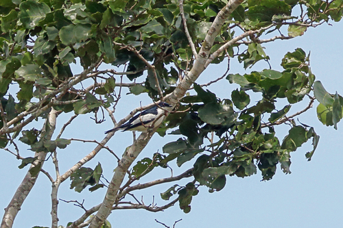 Lalage leucoptera
