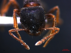Tetramorium caespitum