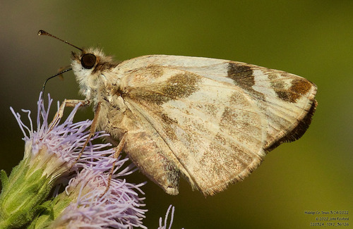 Laviana White-Skipper photo 4