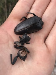 Archodontes melanopus