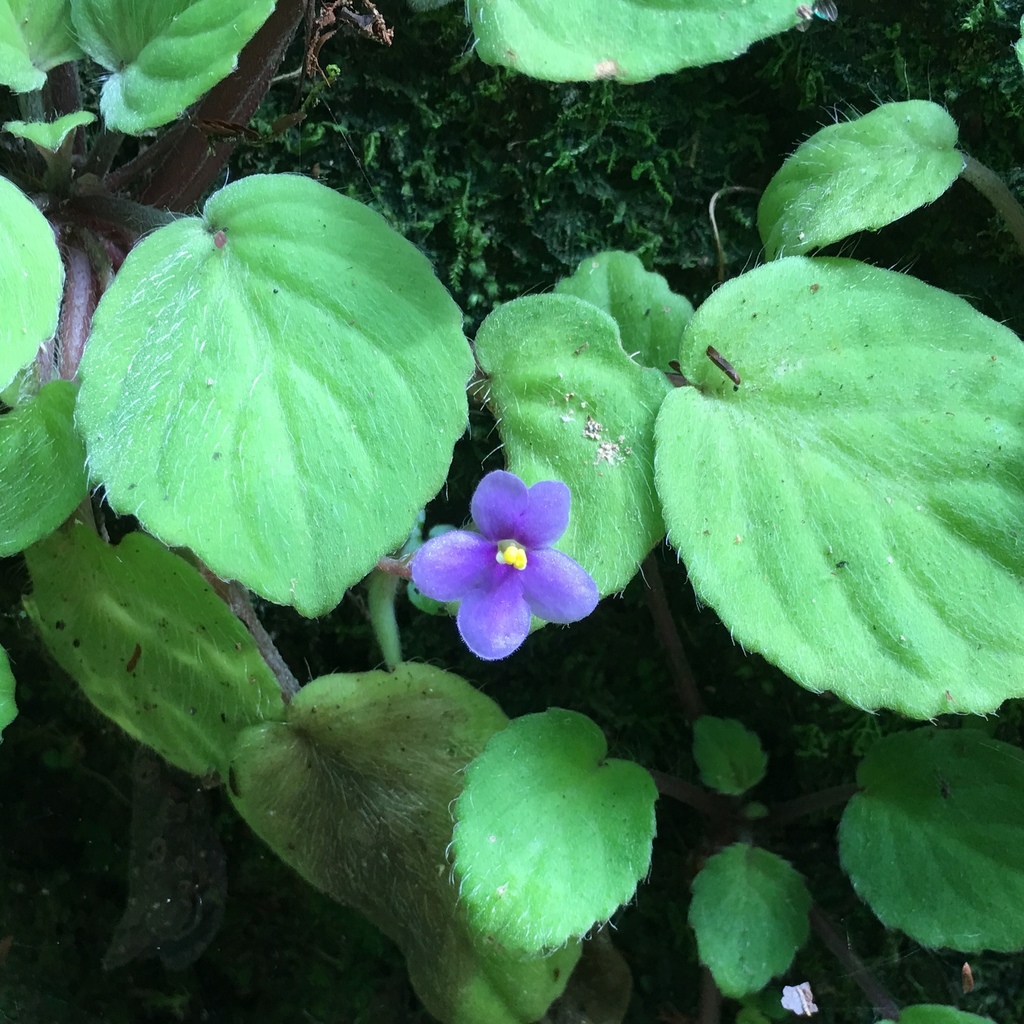 Violette africaine (Saintpaulia ionantha H.Wendl. (syn. Streptocarpus ionanthus))