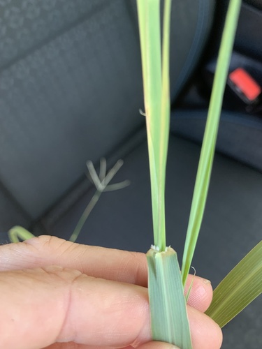 Panicum antidotale observed 2023-07-18