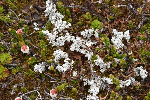 Image of Harrimanella stelleriana by (c) Stephanie Tran, some rights reserved (CC BY)