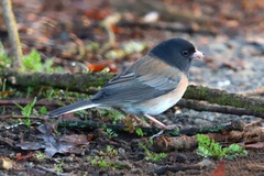 Junco hyemalis