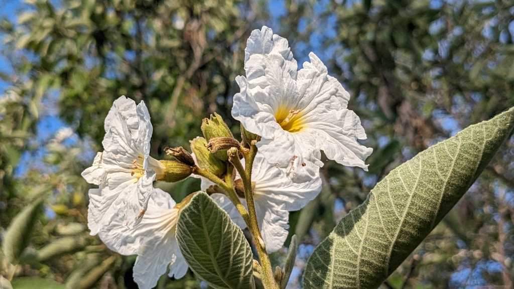 Cordia boissieri, Cameron County, TX, USA