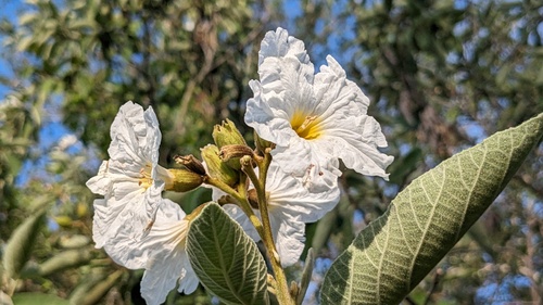 Anacahuita (Cordia boissieri)