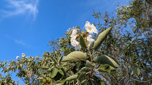 Cordia boissieri