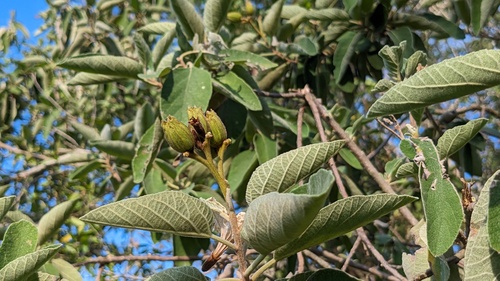 Cordia boissieri