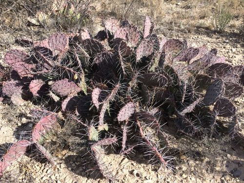 Opuntia macrocentra var. minor