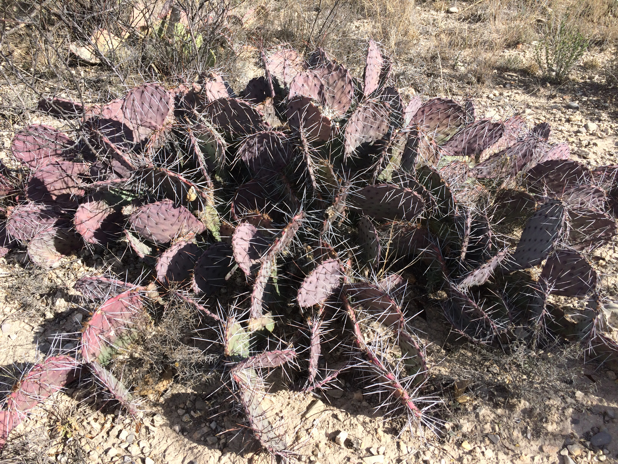 Opuntia macrocentra var. minor