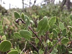 Arctostaphylos hookeri