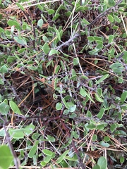 Arctostaphylos hookeri