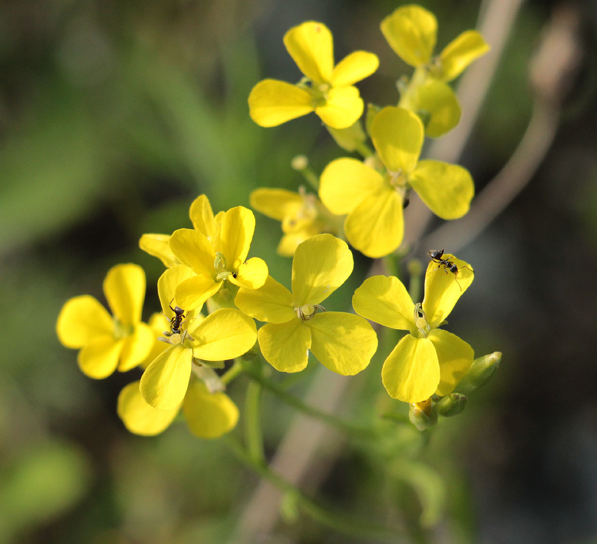 Erysimum diffusum