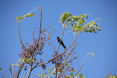 Cacicus chrysopterus