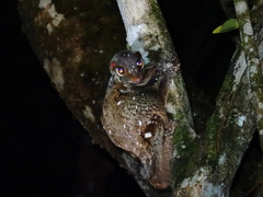 Sunda Flying Lemur photo 1