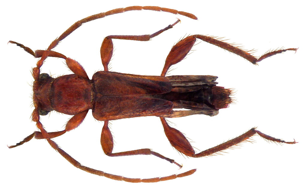 Long-horned beetle